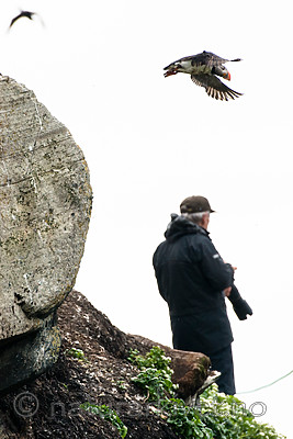 BB 15 0277 / Fratercula arctica / Lunde